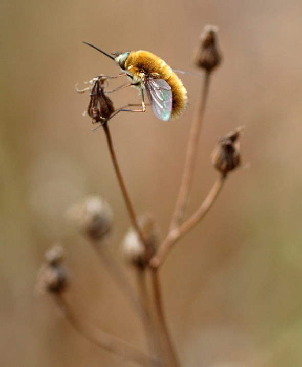 Systoechus ctenopterus (Bombyliidae)